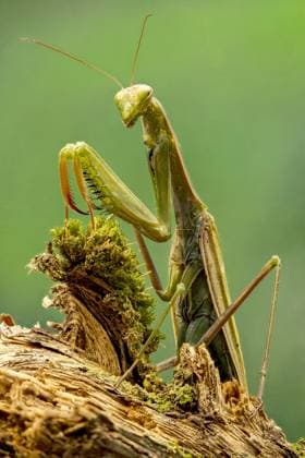 Creative Highlights World A green praying mantis stands alert on a moss-covered wood stump against a soft green background, showcasing its prominent forelimbs and characteristic triangular head Model Released ArturoVigil_ID20248_598898_006 Copyright: xArturoxVigilx RECORD DATE NOT STATED