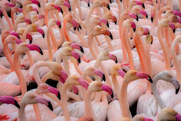 Creative Highlights World A dense gathering of pink and crimson-hued flamingos, with a mix of common flamingos and the smaller lesser flamingo, showcasing the diversity and social behavior of these elegant birds. Model Released EgoitzIcaza_ID20368_602724_010 Copyright: xEgoitzxIcazax