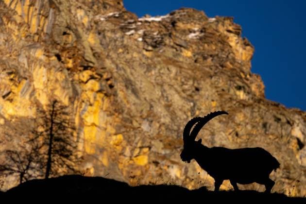 Creative Highlights World The striking silhouette of an Alpine Ibex with its curved horns against the rugged mountain backdrop during twilight Model Released EgoitzIcaza_ID20369_602766_014 Copyright: xEgoitzxIcazax