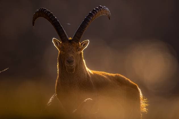 An Alpine Ibex bathed in the soft glow of sunlight, its majestic horns silhouetted against the radiant background Model Released EgoitzIcaza_ID20369_602768_016 Copyright: xEgoitzxIcazax