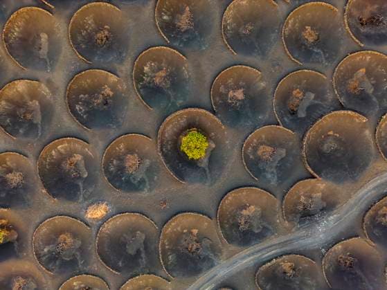 An aerial drone captures the striking contrast of a single lush vine against the muted tones of circular volcanic pits in Lanzarote s unique vineyards Model Released JuanAizpuru_ID20115_595470_006 Copyright: xJuanxAizpurux