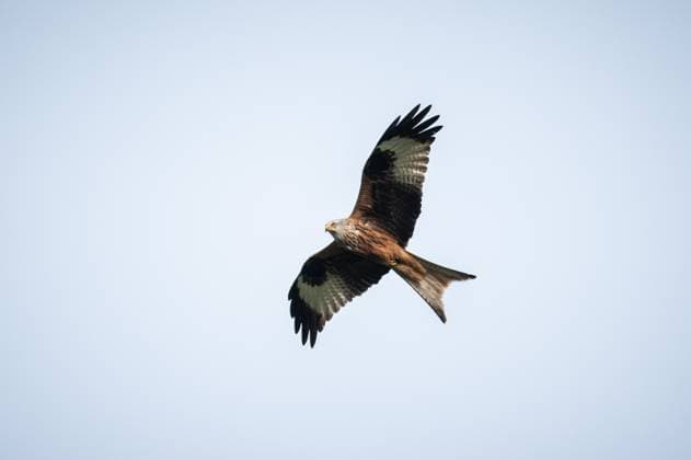Creative Highlights World Ein Mäusebussard lässt sich vom Wind durch den Himmel gleiten. Rottweil Baden-Württemberg Deutschland *** A buzzard lets the wind glide through the sky Rottweil Baden Württemberg Germany
