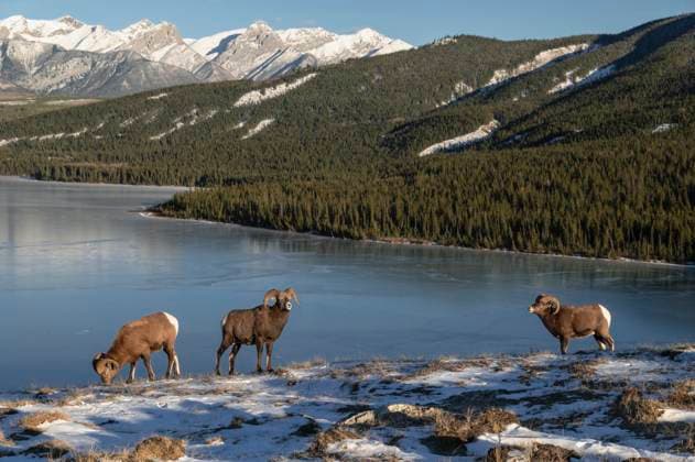 Creative Highlights World Rocky mountain bighorn rams (ovis canadensis) during the rut (mating) season, Jasper National Park, UNESCO World Heritage Site, Alberta, Canadian Rockies, Canada, North America Copyright: JonxReaves 1241-435