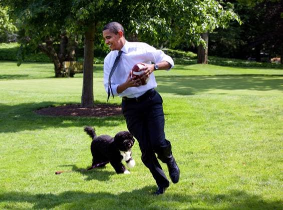 Obama1361.JPG.Washington, DC - May 12, 2009 -- United States President Barack Obama pets the family dog, Bo, during a brief break from meetings on the South Lawn of the White House.MANDATORY PHOTO CREDIT: Pete Souza White House -CNP-PHOTOlink. Washington DC USA EDITORIAL USE ONLY Copyright: xx PetexSouza WhitexHouse CNP-PHOTOx phlphotos237432