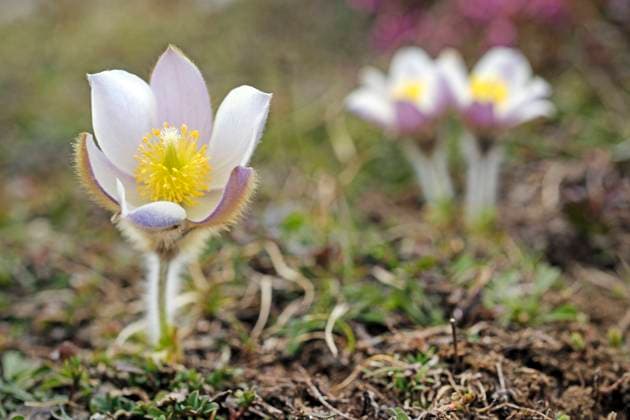 Fruehlings-Kuechenschelle; Fruehlingskuechenschelle (Pulsatilla vernalis), bluehend, Italien, Suedtirol, Fanes Nationalpark spring anemone, pasque flower (Pulsatilla vernalis), blooming, Italy, South Tyrol, Fanes National Park BLWS707287 *** Springs Kuechenschelle Fruehlingskuechenschelle Pulsatilla vernalis , blueing, Italy, South Tyrol, Fanes National Park Spring anemone, pasque Flower Pulsatilla vernalis , blooming, Italy, South Tyrol, Fanes National Park BLWS707287 Copyright: xblickwinkel S.xDerderx