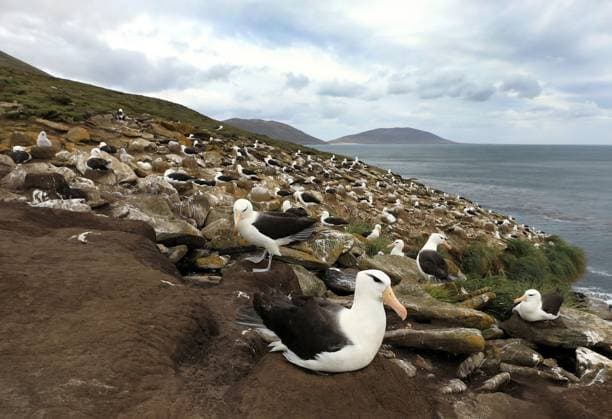 Creative Highlights World Schwarzbrauen-Albatros, Schwarzbrauenalbatros, Mollymauk (Thalassarche melanophris, Diomedea melanophris), Brutkolonie, Argentinien, Falkland-Inseln, Saunders Island Black-browed albatross (Thalassarche melanophris, Diomedea melanophris), breeding colony, Argentina, Falkland Islands, Saunders Island BLWS707378 *** Black Browns Albatross, Black-browed albatross, Mollymauk Thalassarche melanophris, Diomedea melanophris , Breeding colony, Argentina, Falkland Islands, Saunders Iceland Black browed Albatross Thalassarche melanophris, Diomedea melanophris , Breeding colony, Argentina, Falkland Iceland, Saunders Iceland BLWS707378 Copyright: xblickwinkel AGAMI J.xvanxderxNeutx