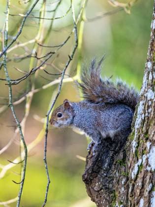 IMAGO Creative, Winter, Auf dem Land Grey Squirrel, Sciurus carolinensis in a forest at winter Grey Squirrel, Sciurus carolinensis in a forest at winter *** Grey Squirrel, Sciurus carolinensis in a Forest AT Winter Grey Squirrel, Sciurus carolinensis in a Forest AT Winter Copyright: imageBROKER MaciejxOlszewski ibxmao10397025.jpg