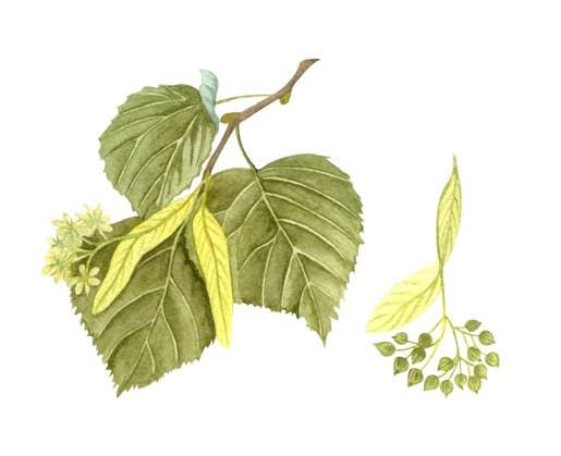 Watercolor blossoming linden twig with leaves, flowers and seeds. Watercolor blossoming linden twig with leaves, flowers and seeds. Hand painted floral illustration isolated on white background. Honey herb. Copyright: xZoonar.com LiubovxPonomarchukx 19427951