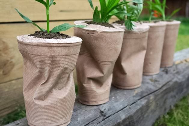 paper pots for flowers. Transplanting flowers. paper pots for flowers. Transplanting house flowers. Copyright: xZoonar.com NikolayxZirovx 16736805