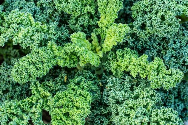 grünkohl,brassica oleracea,brassica oleracea convar. acephala var. sabellica,brassicaceae,braunkohl,federkohl,gemüsekohl,krauskohl,kreuzblütengewächse ** kale,kales jhq-fno