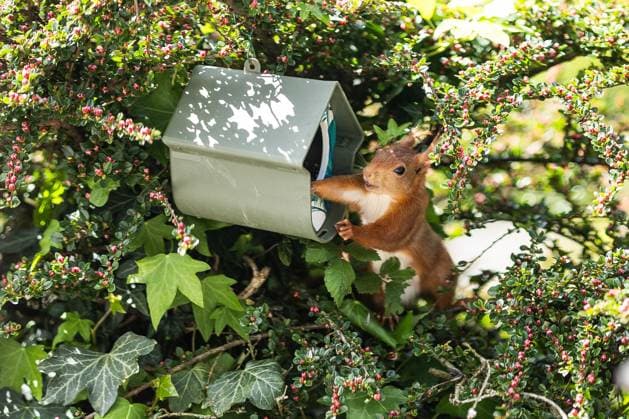 Red Squirrel - Cesson-Cevigne A red squirrel eats at a bird feeder in Cesson-Cevigne, near Rennes, Britany, France on May 1, 2023. Photo by David Boyer ABACAPRESS.COM Cesson Sevigne France  Copyright: xBoyerxDavid ABACAx