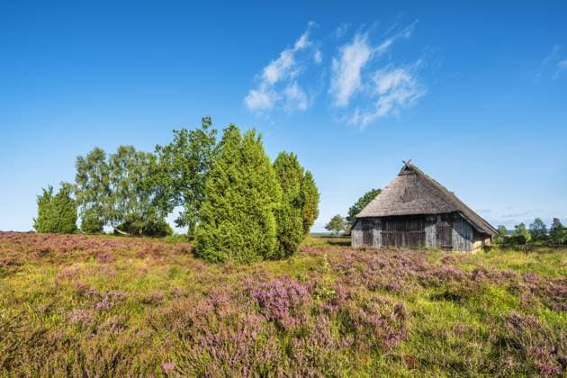 Typical heath landscape with old sheepfold, juniper and flowering heather, Lüneburg Heath, Lower Saxony, Germany, Europe *** typical Heath Landscape With Old sheepfold, Juniper and flowering heather, Lüneburg Heath, Lower Saxony, Germany, Europe Copyright: imageBROKER AndreasxVitting iblavi10418188.jpg