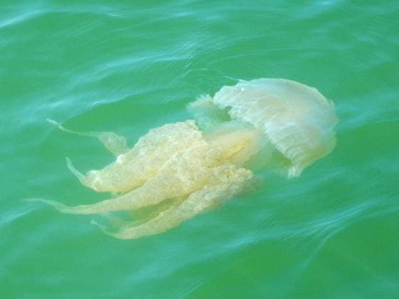 Creative Highlights World Jellyfish submerged in sea water Jellyfish submerged in the sea water on a summer day near Ayamonte Copyright: xZoonar.com PedroxPozoxAlcántarax 20855554