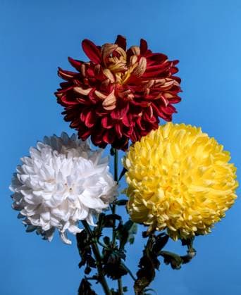 Three chrysanthemums on a blue background Bouquet of three multi-colored chrysanthemums on a blue background Copyright: xZoonar.com Multipediax 20857469