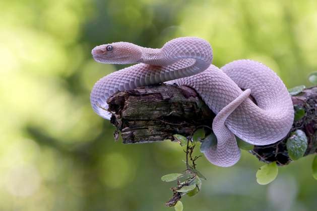 Creative Highlights World Lesser Sunda pit viper (Trimeresurus insularis) on a tree branch Jakarta, Jakarta, Indonesia CR_DIOE240405-1385040-01