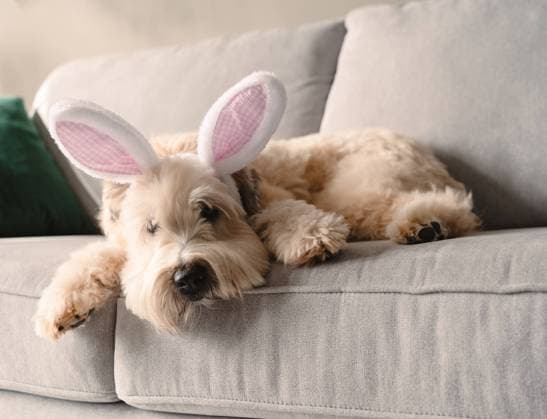 Cute dog wearing bunny ears for Easter laying on gray sofa. Kingston, Ontario, Canada R_DOHO24040353-1384221-01
