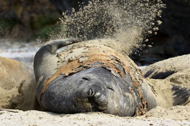Creative Highlights World Suedlicher See-Elefant, Suedlicher Seeelefant (Mirounga leonina), beim Fellwechsel, leigt am Strand und bedeckt sich mit Sand, um sich abzukuehlen, Argentinien, Falkland-Inseln, Carcass Island southern elephant seal (Mirounga leonina), are moulting. When they lie on the beach they cover themselves with sand to cool down., Argentina, Falkland Islands, Carcass Island BLWS707393 *** Southern Lake Elephant, Southern Seeelefant Mirounga leonina , at Change of coat, leigt on Beach and covered itself with Sand, at itself to cool down, Argentina, Falkland Islands, Carcass Iceland Southern Elephant Seal Mirounga leonina , are Moulting When They Lie ON The Beach They Cover themselves With Sand to cool Down , Argentina, Falkland Icela Copyright: xblickwinkel AGAMI J.xvanxderxNeutx