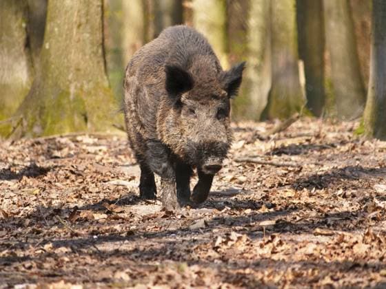 Wildschwein in freier Natur im Fruehling Wildschwein in freier Natur *** Wild boar in the wild in spring Wild boar in the wild