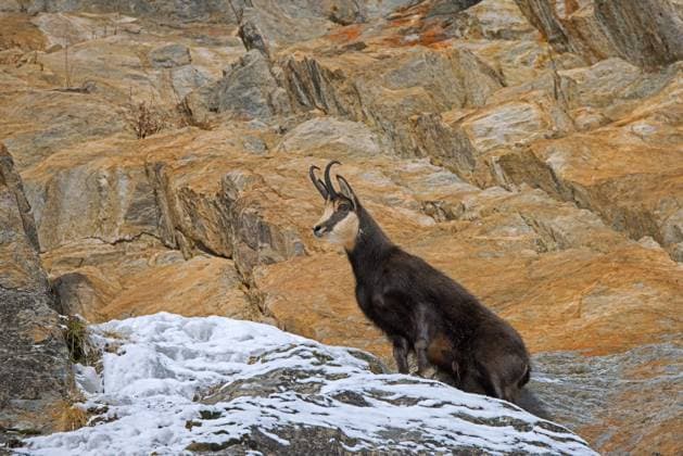 Creative Highlights World Alpine chamois (Rupicapra rupicapra) solitary male in dark winter coat in rock face in the European Alps Alpine chamois (Rupicapra rupicapra) solitary male in dark winter coat in rock face in the European Alps *** Alpine Chamois Rupicapra Rupicapra Solitary Male in Dark Winter Coat in Rock Face in The European Alps Alpine Chamois Rupicapra Rupicapra Solitary Male in Dark Winter Coat in Rock Face in The European Alps Copyright: imageBROKER/alimdix/xArterrax/xS ibltsm10339862.jpg RECORD DATE NOT STATED