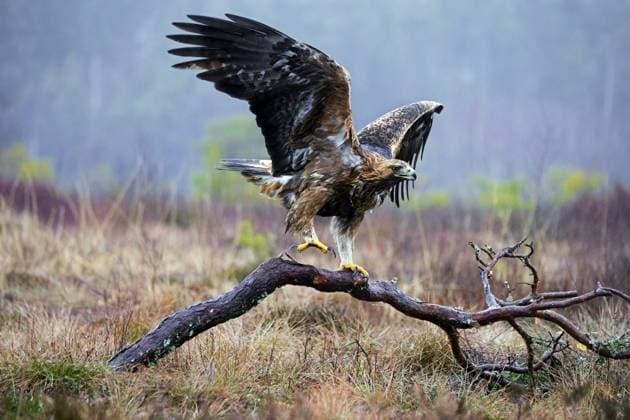 IMAGO Creative, Winter, Auf dem Land European golden eagle (Aquila chrysaetos chrysaetos) landing on branch in moorland, heathland in winter European golden eagle (Aquila chrysaetos chrysaetos) landing on branch in moorland, heathland in winter *** European Golden Eagle Aquila chrysaetos chrysaetos Landing ON Branch in moorland, heathland in Winter European Golden Eagle Aquila chrysaetos chrysaetos Landing ON Branch in moorland, heathland in Winter Copyright: imageBROKER alimdix xArterrax xS ibltsm10429277.jpg RECORD DATE NOT STATED