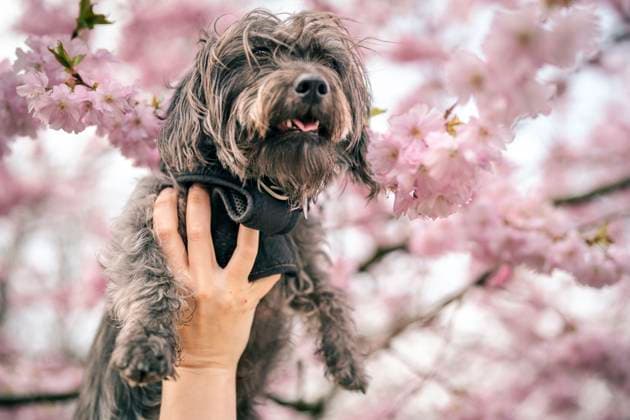 Entertainment Themen der Woche KW15 Entertainment Bilder des Tages The dog Melvin is lifted up to the cherry blossoms at Bispebjerg Cemetery in Copenhagen on Tuesday, April 9, 2024. The Japanese cherry trees are blooming at Bispebjerg Cemetery. The Cherry Alley, which was established in 1992, consists of 43 trees. The alley is about 80 meters long and the Municipality of Copenhagen expects about 150, 000 visitors to visit the place while the trees are blooming. (Photo: Thomas Traasdahl Ritzau Scanpix) , Copenhagen Denmark *** The dog Melvin is lifted up to the cherry blossoms at Bispebjerg Cemetery in Copenhagen on Tuesday, April 9, 2024 The Japanese cherry trees are blooming at Bispebjerg Cemetery The Cherry Alley, which was established in 1992, consists of 43 trees The alley is about 80 meters long and  Copyright: ThomasxTraasdahl RitzauScanpix ThomasxTraasdahlx spdk20240409-164337-L