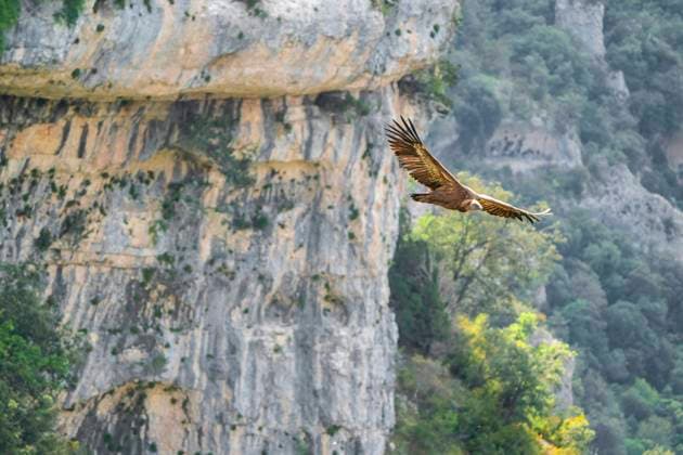 Creative Highlights World Gaensegeier, Gaense-Geier (Gyps fulvus), im Flug vor einer Felswand, Spanien, Pyrenaeen griffon vulture (Gyps fulvus), in flight in front of a rock face, Spain, Pyrenees BLWS707586 *** Egyptian vulture, Gaze Geier Gyps fulvus , at Flight before a Rock face, Spain, Pyrenees Griffon vulture Gyps fulvus , in Flight in Front of a Rock face, Spain, Pyrenees BLWS707586 Copyright: xblickwinkel M.xKuehnx