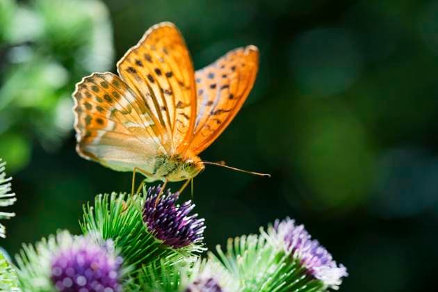Kaisermantel, Silberstrich (Argynnis paphia), sitzt auf einer Distel, Deutschland, Bayern silver-washed fritillary (Argynnis paphia), sitting on a thistle, Germany, Bavaria BLWS707590 *** Emperors cloak, Silver Line Argynnis paphia , sits at a Thistle, Germany, Bavaria Silver washed Fritillary Argynnis paphia , Sitting ON a thistle, Germany, Bavaria BLWS707590 Copyright: xblickwinkel M.xKuehnx
