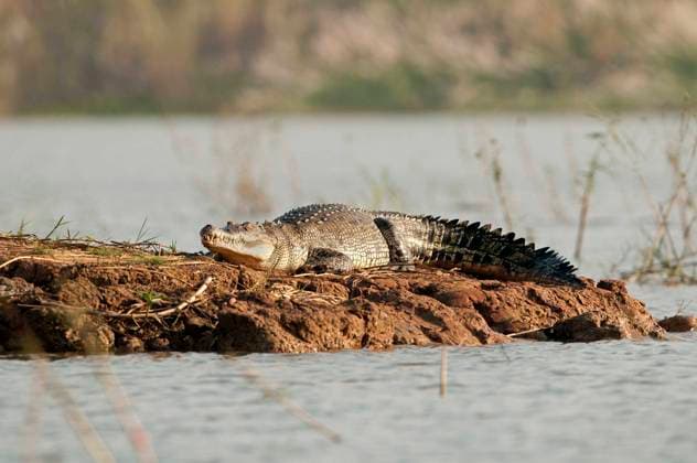 Siamese Crocodile (Crocodylus siamensis), Thailand Crocodile du Siam Siamese Crocodile (Crocodylus siamensis), Thailand Crocodile du Siam, Credit:Henry AUSLOOS Avalon  Copyright: xHenryxAUSLOOSx xAvalonx 0530175258