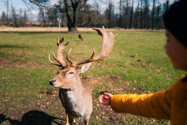 Creative Highlights Symbolbilder A boy greets a deer, extends his hand to the deer, feeds Blatná, South Bohemian Region, Czechia R_UJEL240408-1382396-01 ,model released, Symbolfoto