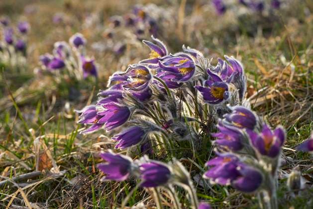 Kuhschellen bluehen am 19.03.2024 auf einer Magerwiese bei Bad Lauterberg in Niederschsen, Deutschland Pasqueflower blossoms on 19th of March 2024 on poor grassland near Bad Lauterberg, lower saxony, Germany