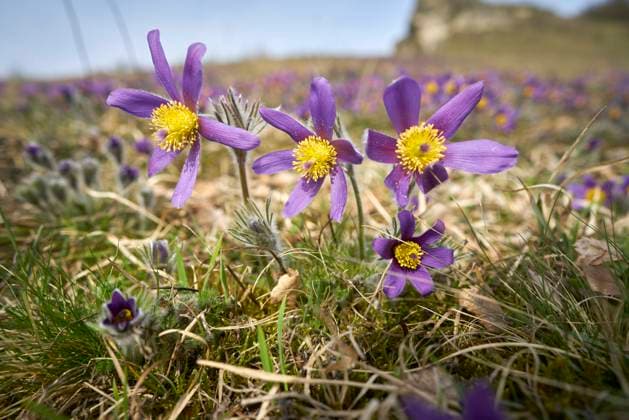 Kuhschellen bluehen am 20.03.2024 auf einer Magerwiese bei Bad Lauterberg in Niederschsen, Deutschland Pasqueflower blossoms on 20th of March 2024 on poor grassland near Bad Lauterberg, lower saxony, Germany