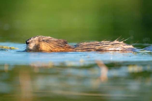 Bisamratte, Bisam (Ondatra zibethicus), schwimmend, Seitenansicht, Deutschland, Bayern, Oberbayern muskrat (Ondatra zibethicus), swimming, side view, Germany, Bavaria, Oberbayern, Upper Bavaria BLWS707552 *** Muskrat, Bisam Ondatra zibethicus , floating, Side view, Germany, Bavaria, Upper Bavaria Muskrat Ondatra zibethicus , swimming, Side view, Germany, Bavaria, Upper Bavaria, Upper Bavaria BLWS707552 Copyright: xblickwinkel M.xKuehnx