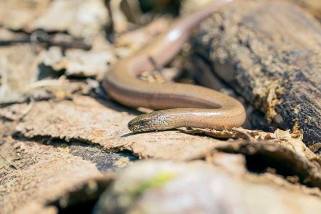 Blindschleiche, Blind-Schleiche (Anguis fragilis), auf Totholz, Deutschland, Bayern European slow worm, blindworm, slow worm (Anguis fragilis), on deadwood, Germany, Bavaria BLWS707556 *** Slow worm, Blind Sneak Anguis fragilis , at Deadwood, Germany, Bavaria European Slow worm, blindworm, Slow Worm Anguis fragilis , ON deadwood, Germany, Bavaria BLWS707556 Copyright: xblickwinkel M.xKuehnx