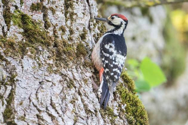 Weissrueckenspecht, Weissruecken-Specht (Picoides leucotos, Dendrocopos leucotos), junges Maennchen sucht an einem Baumstamm nach Nahrung, Deutschland, Bayern white-backed woodpecker (Picoides leucotos, Dendrocopos leucotos), young male foraging at a tree trunk, Germany, Bavaria BLWS707614 *** White-backed Woodpecker, Weissruecken Specht Picoides leucotos, Dendrocopos Leucotos , Young one Men searches to a Tree trunk to Food, Germany, Bavaria White Backed Woodpecker Picoides leucotos, Dendrocopos Leucotos , Young Male foraging AT a Tree trunk, Germany, Bavaria BLWS707614 Copyright: xblickwinkel M.xKuehnx