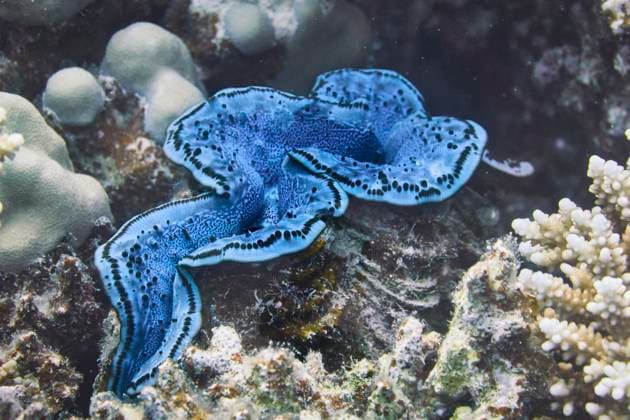 tuerkisblaue schuppige Riesenmuschel inmitten von Steinkorallen. Rotes Meer, Hurghada, Aegypten tuerkisblaue schuppige Riesenmuschel hat sich inmitten von Steinkorallen verankert. Rotes Meer, Hurghada, aegypten Copyright: xZoonar.com magic-moments.lix 21157664