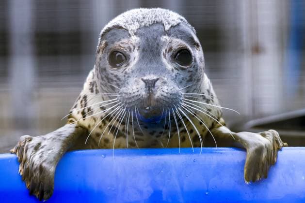 Entertainment Themen der Woche KW15 Entertainment Bilder des Tages RUSSIA, PRIMORYE REGION - APRIL 11, 2024: A spotted seal is seen in an enclosure at the Tyulen rehabilitation centre for marine mammals in Tavrichanka. Founded by a married couple, the centre has been running an international standard programme for the rehabilitation and reintroduction of baby pinnipeds since 2007. Yuri Smityuk TASS  68985146