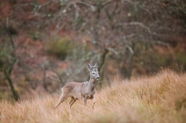 A serene roe deer stands alert amidst the tall, dry grass of a misty forest clearing with autumn colors Model Released DavidJerez_ID20631_609469_008 Copyright: xDavidxJerezx