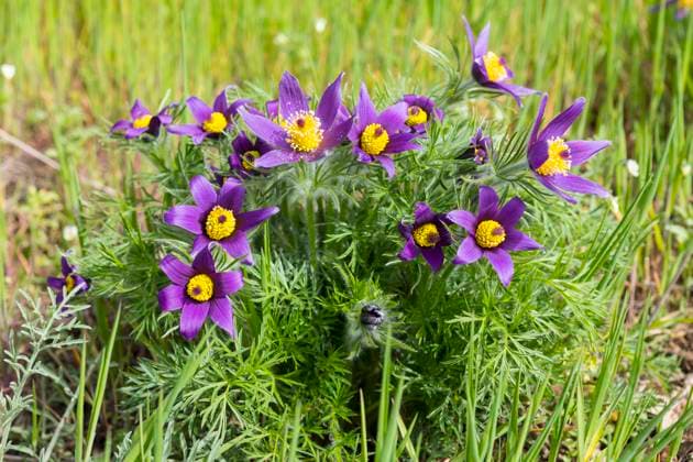 Echte Kuhschelle (Pulsatilla vulgaris) in Blüte, im Naturschutzgebiet Wachtelberg, Wurzen, Sachsen, Deutschland *** Common pasque flower Pulsatilla vulgaris in bloom, in the Wachtelberg nature reserve, Wurzen, Saxony, Germany