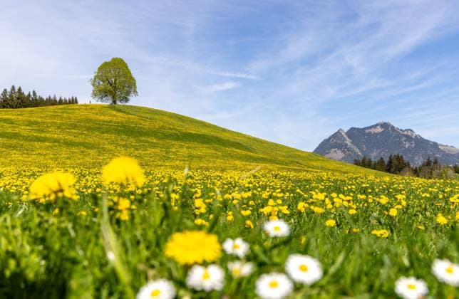 News Themen der Woche KW15 News Bilder des Tages Sommerliche Temperaturen in Bayern Die Sonne scheint auf die Landschaft mit blühendem Löwenzahn an der Wittelsbacher Höhe im Oberallgäu., Ofterschwang Bayern Deutschland *** Summer temperatures in Bavaria The sun shines on the landscape with dandelions in bloom on the Wittelsbacher Höhe in Oberallgäu , Ofterschwang Bavaria Germany