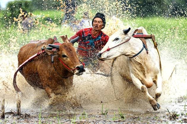 Bilder des Jahres 2024, News 04 April News Themen der Woche KW15 News Bilder des Tages (240414) -- BEIJING, April 14, 2024 -- A man participates in the Pacu Jawi, a traditional bull race, at Nagari Labuah, in Tanah Datar of West Sumatra, Indonesia, April 13, 2024. (Photo by Xinhua) XINHUA PHOTOS OF THE DAY YorrixFarli 