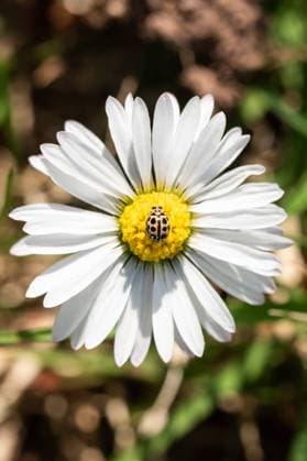 Creative Highlights World Ein gelber Marienkäfer sitzt bei Sonnenschein auf einem Gänseblümchen. Sankt Georgen Baden-Württemberg Deutschland *** A yellow ladybug sits on a daisy in the sunshine Sankt Georgen Baden Württemberg Germany