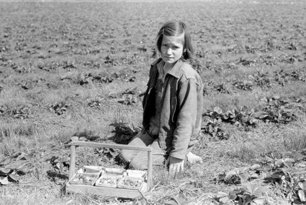 Child of white migrant berry worker picking strawberries in field near Ponchatoula, Louisiana, 1939 (b w photo) 8794447 Child of white migrant berry worker picking strawberries in field near Ponchatoula, Louisiana, 1939 (b w photo) by Lee, Russell (1903-86); Private Collection; (add.info.: By Lee Russell). Copyright: xBridgemanxImagesx 8794447