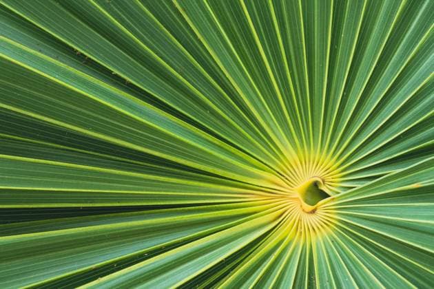 Palm leaf close up geometric photo Cancún, Quintana Roo, Mexico R_ZBZJEQ240411-1396588-01