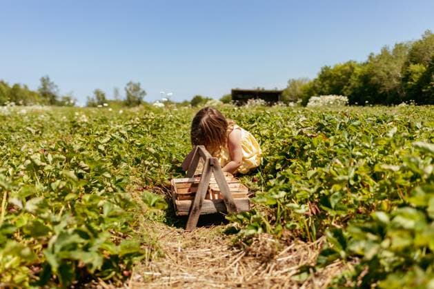 Creative Highlights Symbolbilder Young girl picking strawberries in field with basket Chassell, Michigan, United States CR_OAXI240411-1396517-01 ,model released, Symbolfoto