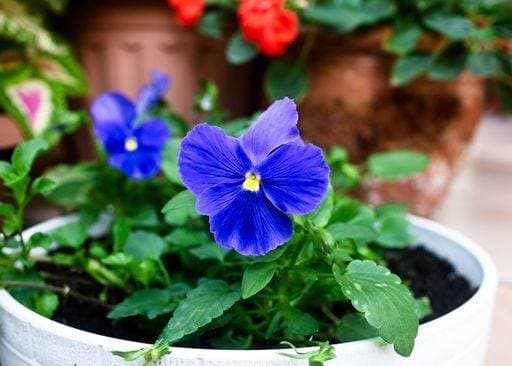 A closeup of a Petunia flower in a pot 23596636 RECORD DATE NOT STATED