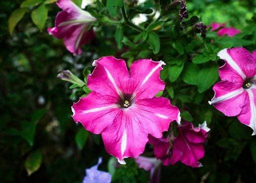 A closeup of a Petunia flower in a pot 23596640 RECORD DATE NOT STATED