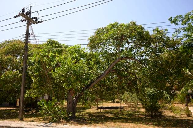 Cashewbaum - Koh Phayam - Thailand, Februar 2024 *** Cashew tree Koh Phayam Thailand, February 2024