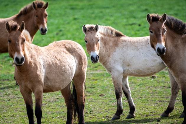 Prague Zoo presents Przewalski s horses selected for the first transport to Kazakhstan, planned in the first week of June, in Strezimir, Czech Republic, April 16, 2024. The aim of the project is to restore the population of wild horses in the wild. (CTKxPhoto VaclavxPancer) CTKPhotoP2024041605336  CTKPhotoP2024041605336