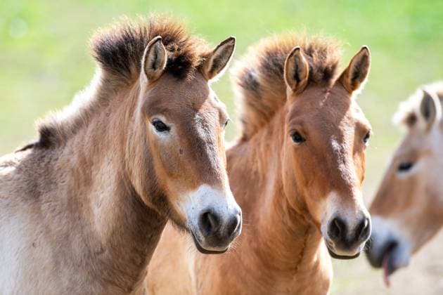 Creative Highlights World Prague Zoo presents Przewalski s horses selected for the first transport to Kazakhstan, planned in the first week of June, in Strezimir, Czech Republic, April 16, 2024. The aim of the project is to restore the population of wild horses in the wild. (CTKxPhoto VaclavxPancer) CTKPhotoP2024041605344  CTKPhotoP2024041605344