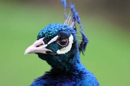 Creative Highlights World A closeup of a peacock standing in a lush green field 23988358 RECORD DATE NOT STATED